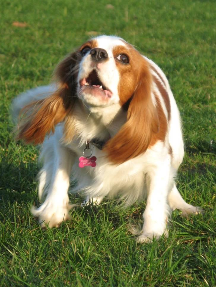 Cavalier king charles spaniel Chilli - 1½ år, hun bliver så ivrig at hun begynder at gø ;) billede 4