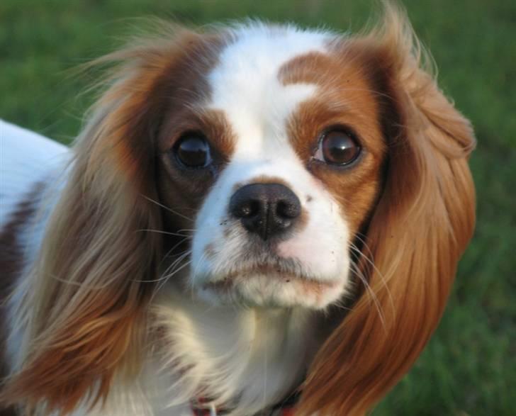 Cavalier king charles spaniel Chilli - 1½ år, min charmetrold <3 billede 5