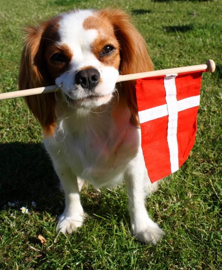 Cavalier king charles spaniel Chilli - 12 måneder og hendes fødselsdag :) billede 6