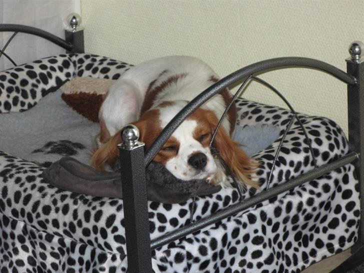 Cavalier king charles spaniel Chilli - 12 måneder og sover så sødt. Hun snupper altid min hjemmesko med op i kurven når hun skal sove <3 billede 7