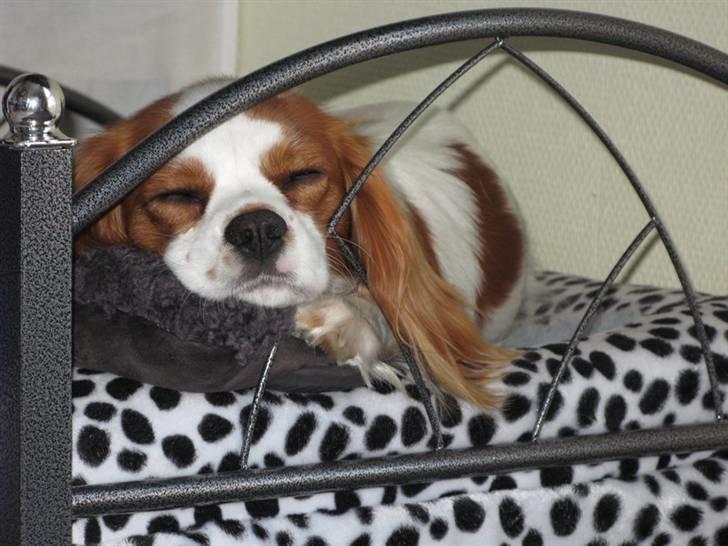 Cavalier king charles spaniel Chilli - 12 måneder, og det her billede gør bare en dybt forelsket hihi billede 8