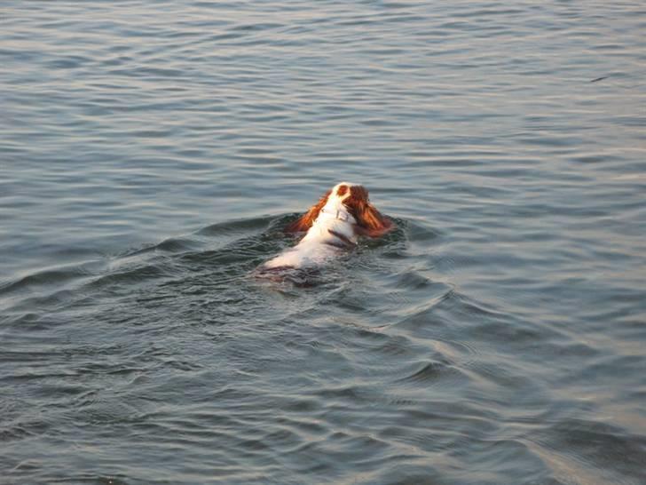 Cavalier king charles spaniel Chilli - 12 måneder og er ved at svømme til havs hihi billede 10