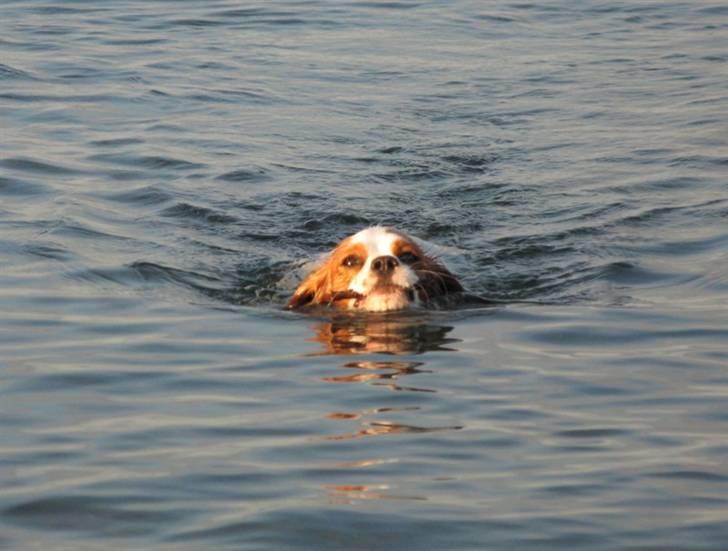 Cavalier king charles spaniel Chilli - 12 måneder og henter fint pinden vi har kastet billede 11