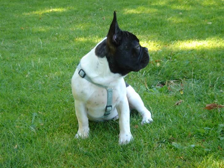Fransk bulldog Pluto - Gider ikke at stå model 18 uger. billede 8