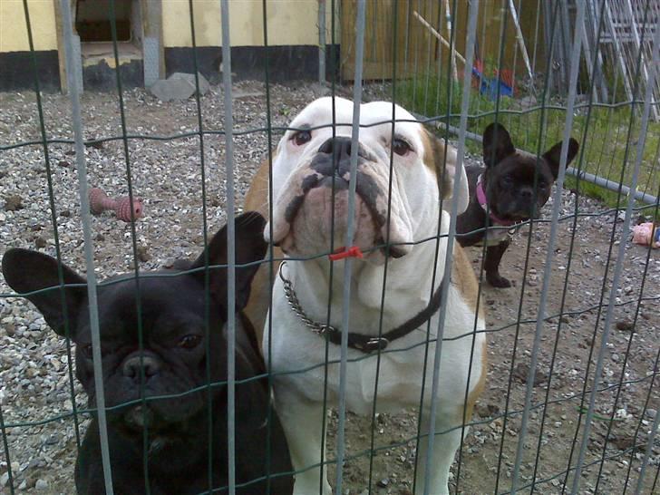 Fransk bulldog Pluto - Pluto´s mor til venstre. billede 9