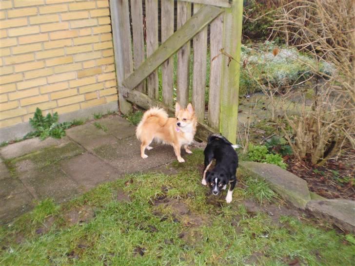 Chihuahua Molly - I haven sammen med Maj... ;) billede 16