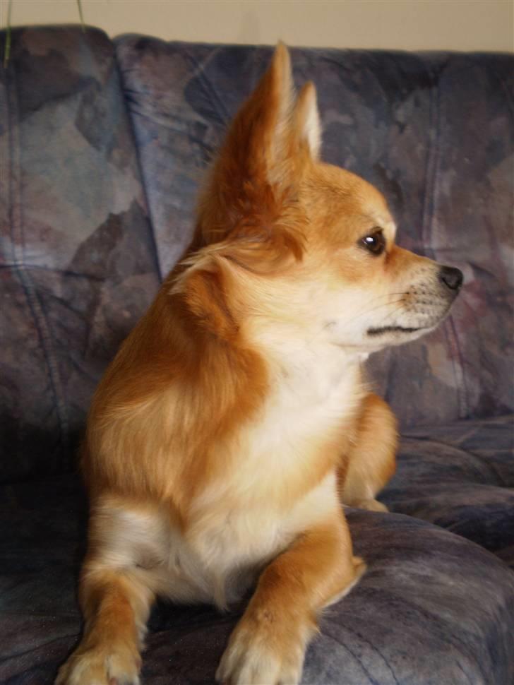 Chihuahua Molly - Hvem der?  billede 17