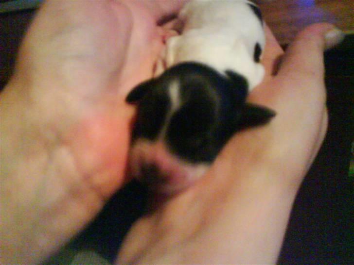 Cocker spaniel Bella - Her er prinsessen 1 dag gammel :) billede 2