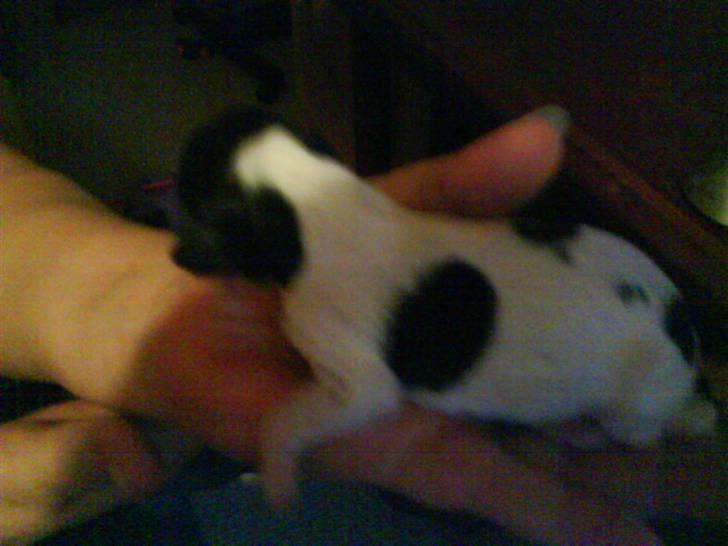 Cocker spaniel Bella - Her er prinsessen 1 dag gammel :) billede 3