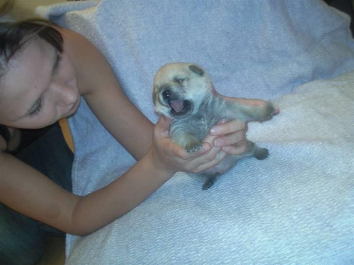 Blanding af racer TriQo - Her er jeg en basse på 16 dage billede 12