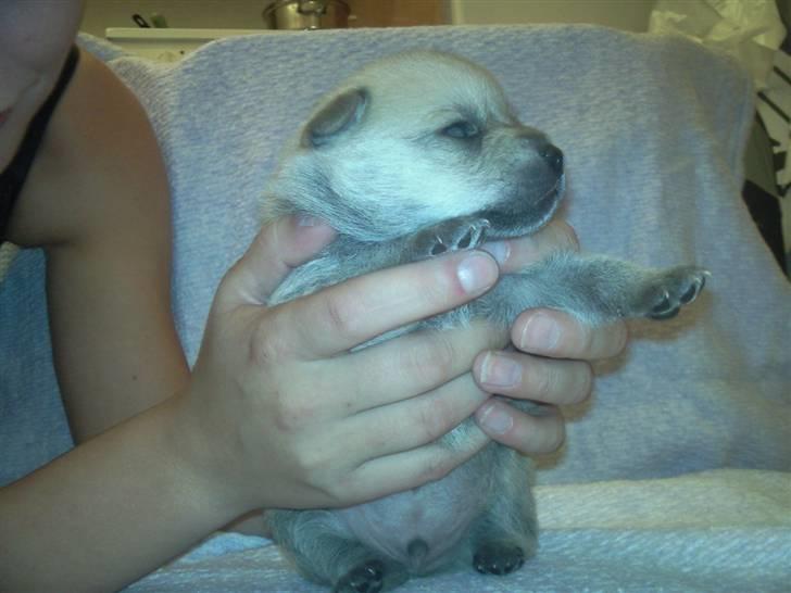 Blanding af racer TriQo - 16 dage gammel billede 13