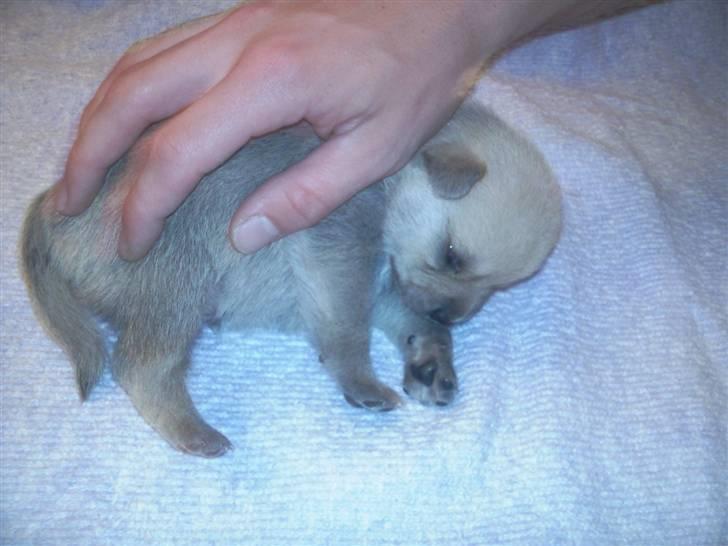 Blanding af racer TriQo - 16 dage og kan allerede finde ud af at ligge og fede den billede 15