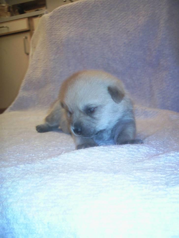 Blanding af racer TriQo - Er jeg ikke nuttet og jeg er kun 16 dage ;) billede 16