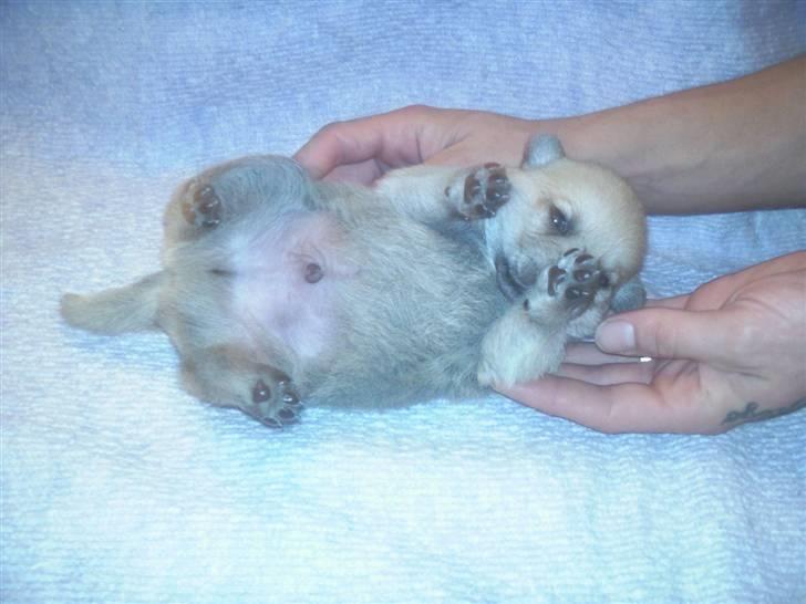 Blanding af racer TriQo - Jeg ELSKER at ligge på ryggen billede 17