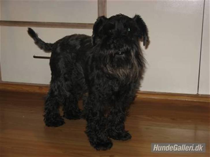 Dvaergschnauzer Rumle  - 7) billede 7