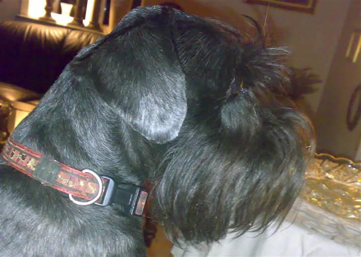 Dvaergschnauzer Rumle  - 8) <3 billede 8