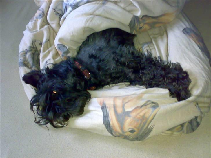 Dvaergschnauzer Rumle  - 9)  hygge <3 billede 9