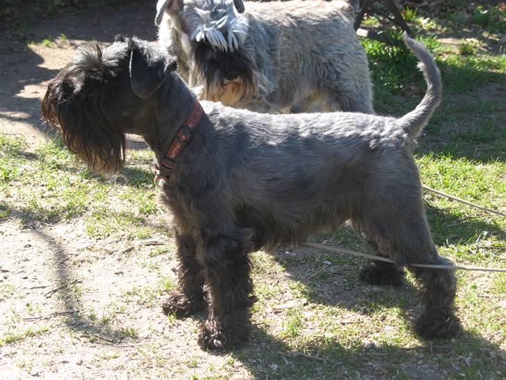 Dvaergschnauzer Rumle  - 10) <3 billede 10