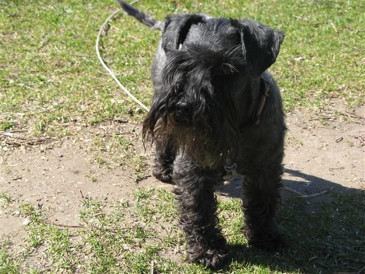Dvaergschnauzer Rumle  - 11) <3 billede 11