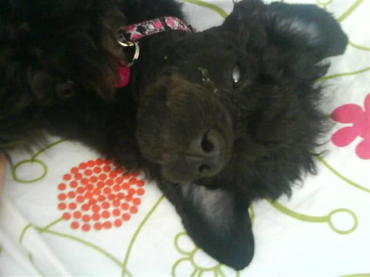 Toypuddel Thorsteds Black Berta - jeg er bare SÅÅÅ træt!! :O billede 1