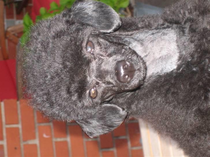 Toypuddel Thorsteds Black Berta - er jeg ikke smukk? billede 2