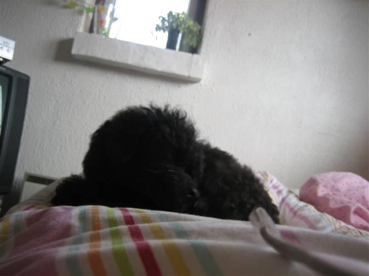 Toypuddel Thorsteds Black Berta - ZZZZZZZZZZZZZZZZZZZz billede 3