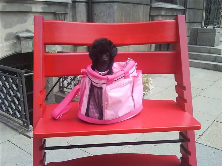 Toypuddel Thorsteds Black Berta - jeg er på shoppning! :D billede 4