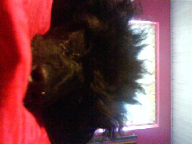 Toypuddel Thorsteds Black Berta - jeg syntes min næse er lidt stor:D billede 6