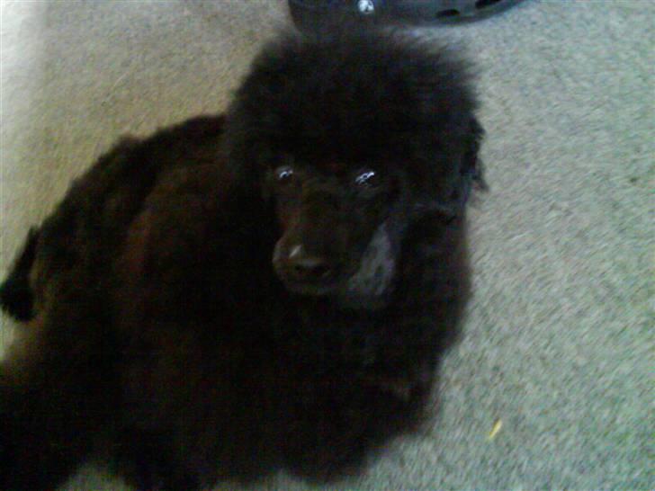 Toypuddel Thorsteds Black Berta - nu er jeg altså træt jeg er nemlig lige blevet klippet af min mormor:D billede 7