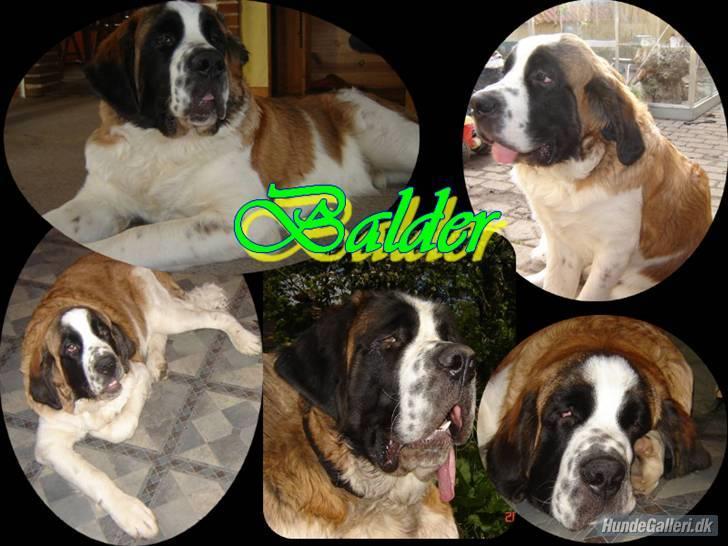 Sankt bernhardshund Balder billede 19
