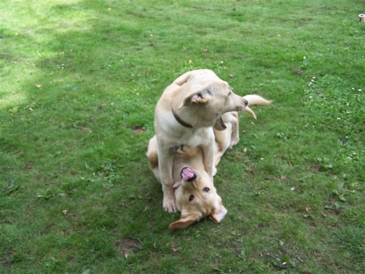 Labrador retriever Molly R.I.P. - Molly leger med Bumle. 23. Juli 2008 billede 15