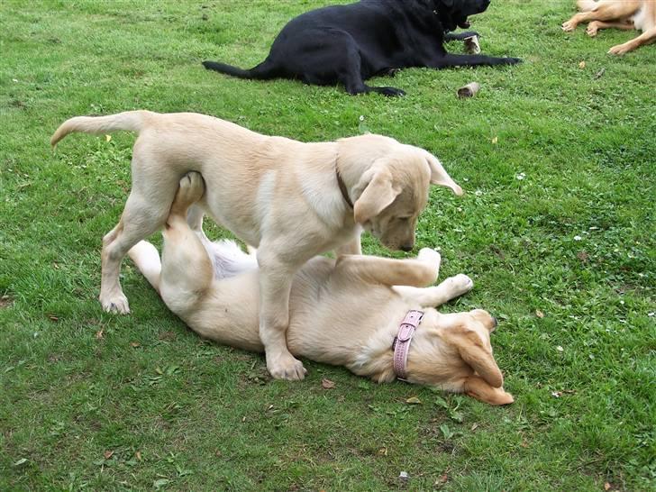 Labrador retriever Molly R.I.P. - Bumle har styr på hende den bette Molly. 23. juli 2008 billede 16