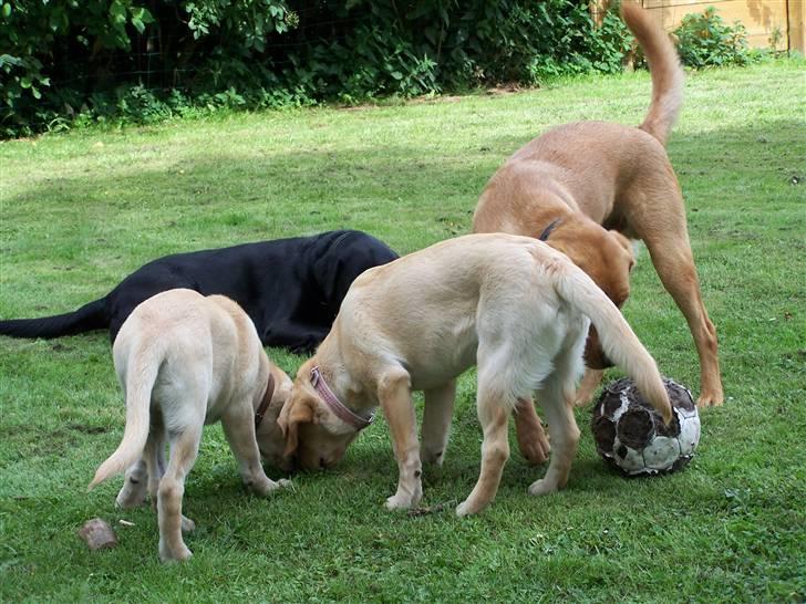 Labrador retriever Molly R.I.P. - Dem alle 4 i haven. 23. Juli 2008 billede 17