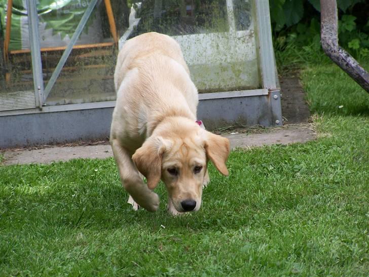 Labrador retriever Molly R.I.P. - Den farlige tiger. Hun har ihvertfald nogle fine "striber" i hovedet. 23. juli 2008 billede 18
