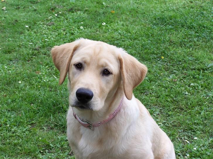 Labrador retriever Molly R.I.P. - Hun kan se så uskyldig ud hende Molly. 23. juli 2008 billede 19