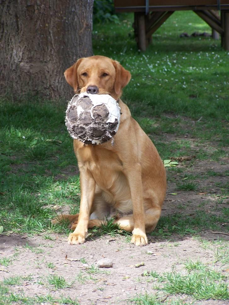 Labrador retriever Rollo - Rollo elsker den bold. 23. juli 2008 billede 11