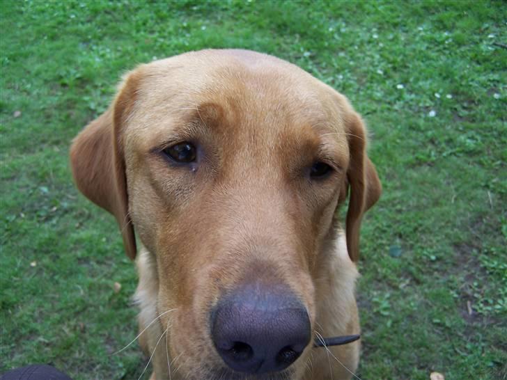 Labrador retriever Rollo - Total nærbilledet ... 23. juli 2008 billede 12