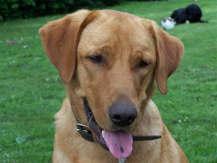 Labrador retriever Rollo - Rollo skøn som han er.... 23. juli 2008 billede 13