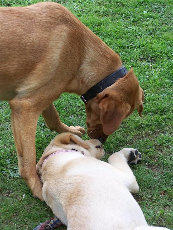 Labrador retriever Rollo - Rollo og Molly ..... 23. juli 2008 billede 14