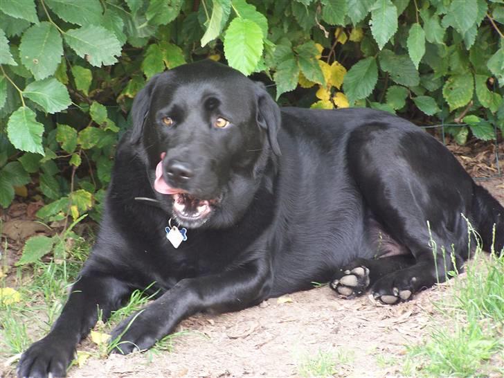 Labrador retriever Basse - Den gamle Basse i haven. 23. juli 2008 billede 13