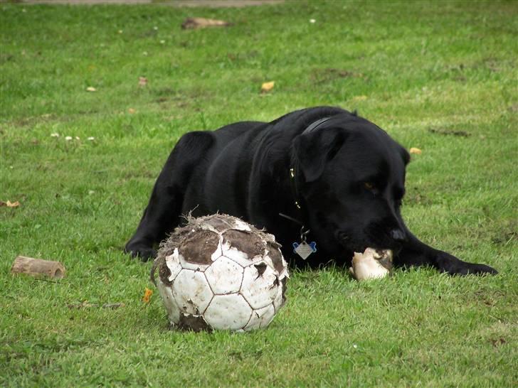 Labrador retriever Basse - Basse har fundet et gammel okseben. 23. juli 2008 billede 14