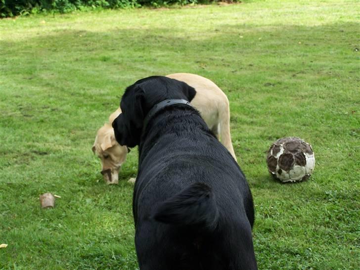 Labrador retriever Basse - Basse "prøver" på at skælde Bumle lidt ud.... Men hører han efter!!*Griner*.... 23. juli 2008 billede 15