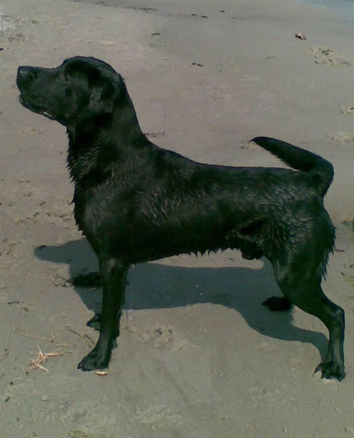 Labrador retriever Bundy billede 1