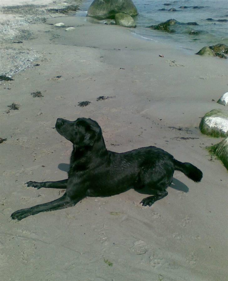 Labrador retriever Bundy billede 2