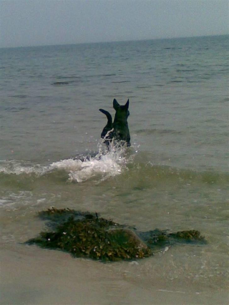 Labrador retriever Bundy billede 3