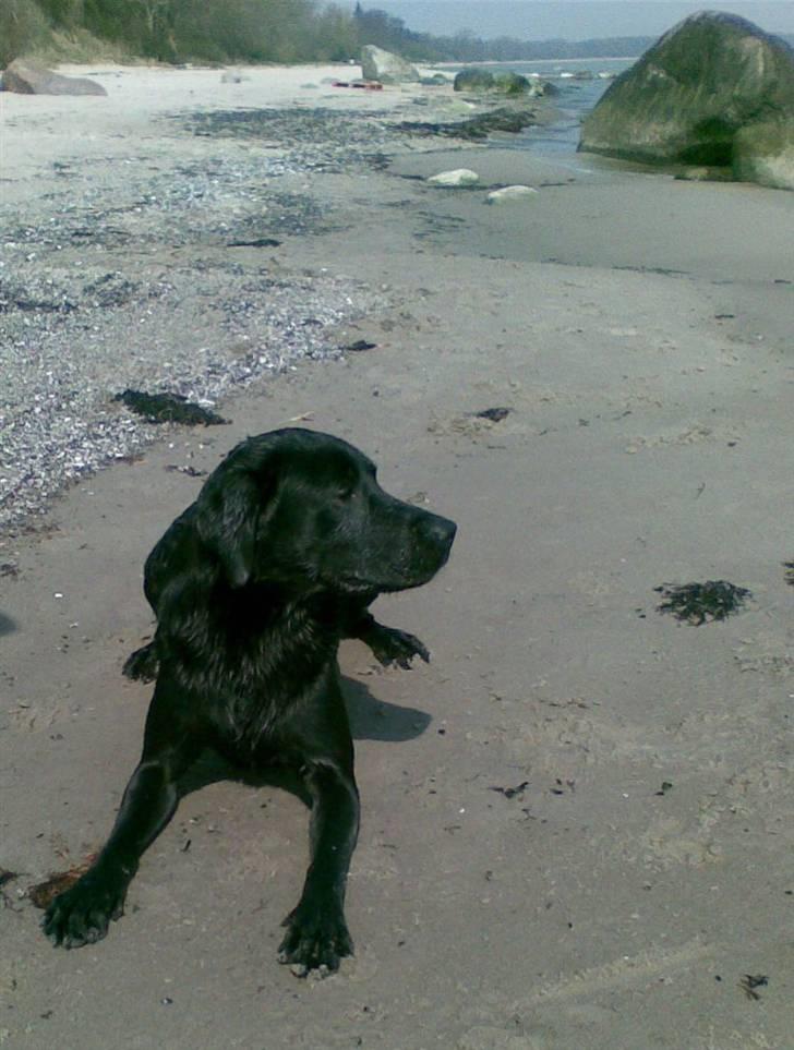 Labrador retriever Bundy billede 4