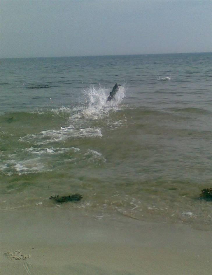 Labrador retriever Bundy billede 5