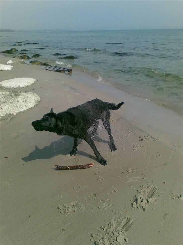 Labrador retriever Bundy billede 6