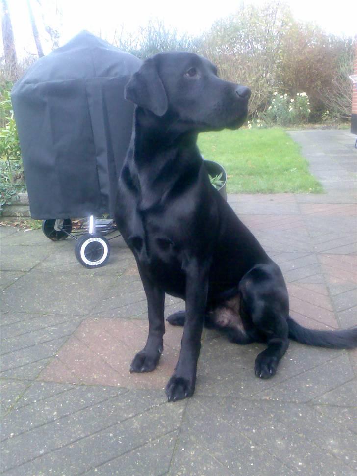 Labrador retriever Bundy billede 7