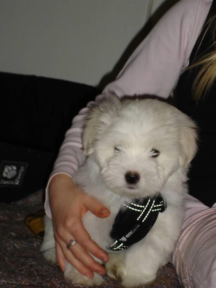Coton de tulear Anton - Lile bitte Anton lige da vi havde fået ham hjem ;) billede 1